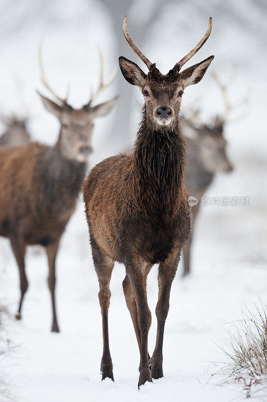 马鹿(Cervus elaphus)